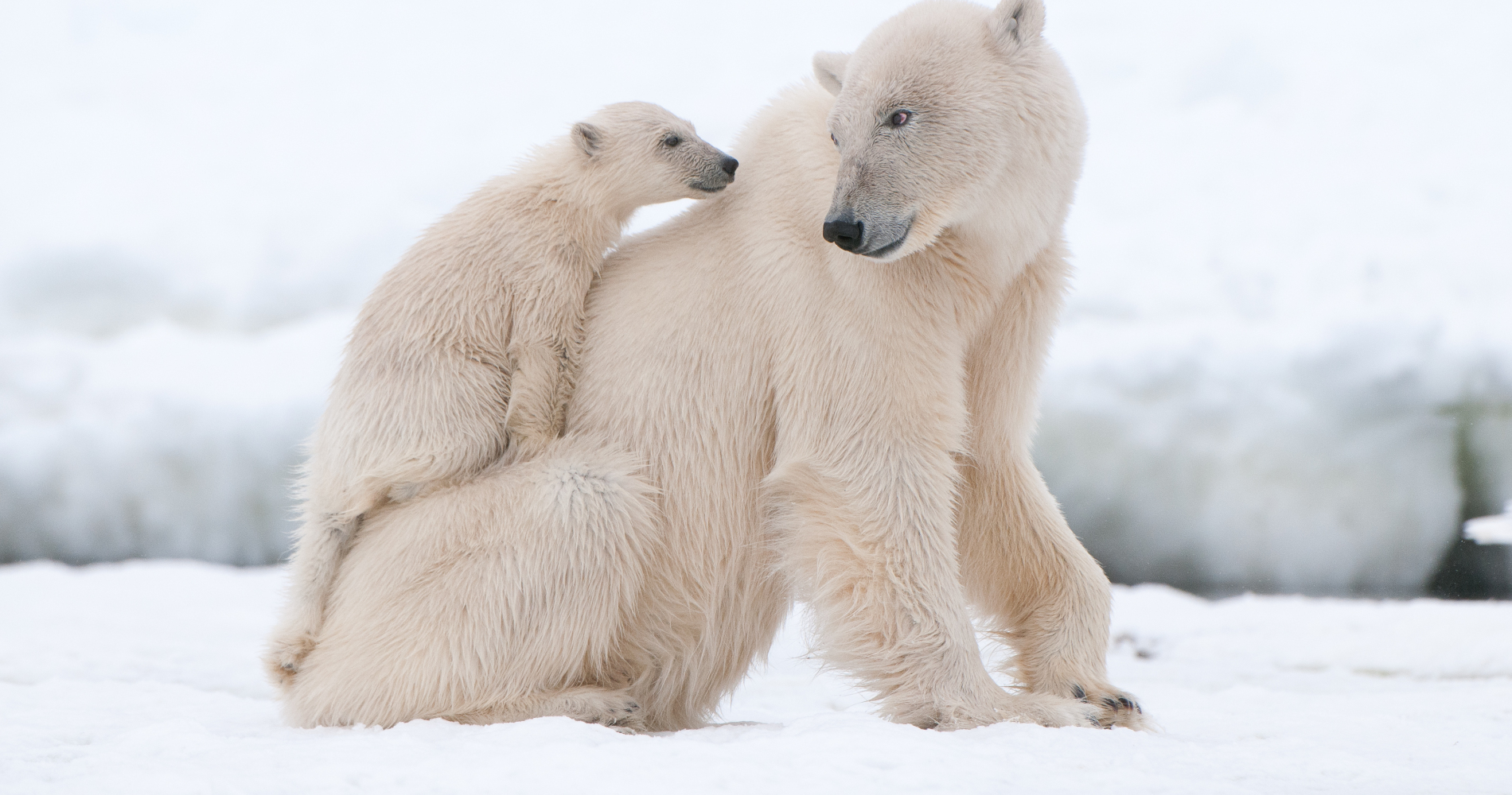 Polar Bear Tracking