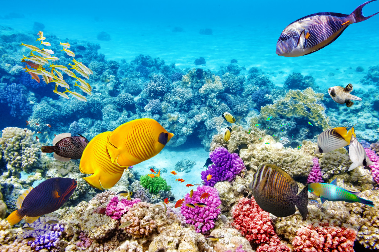 When to visit the Great Barrier Reef